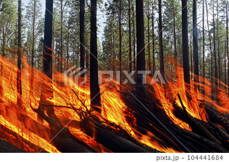 Forest fire. Forest fire in progress. Wildfire. Large flames of forest fire. Forest fire in the afternoon. Grass and trees are burning. Fire and smoke. 104441684