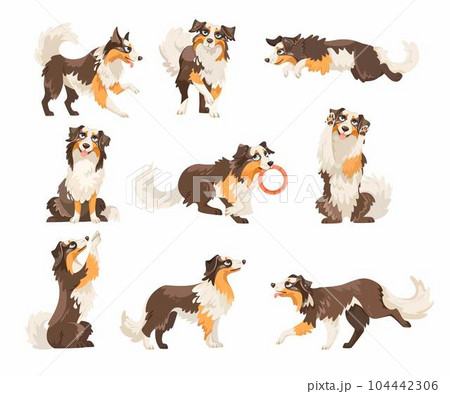 Border Collie Dog Breed in Different Pose Vector Set 104442306