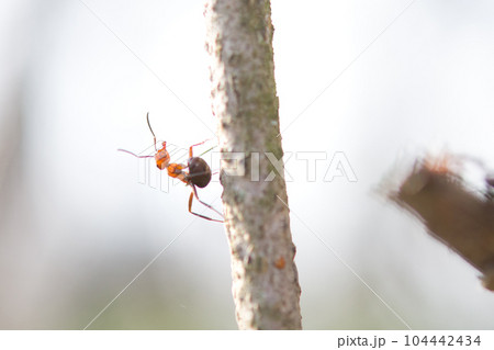 ants 104442434
