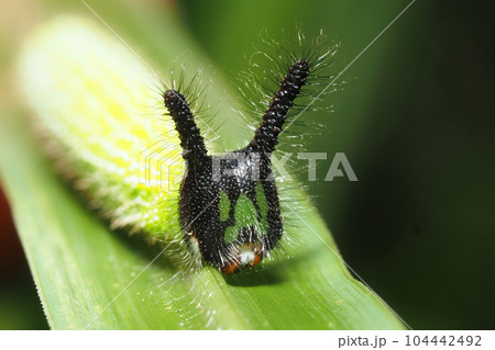 クロコノマチョウの幼虫 104442492