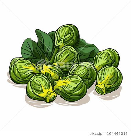 Brussel sprouts hand-drawn illustration....のイラスト素材 [104443015] - PIXTA