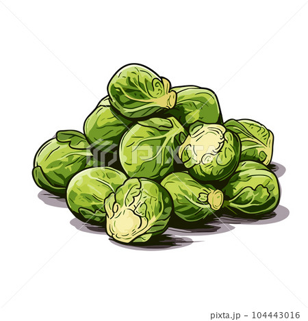 Brussel sprouts hand-drawn illustration....のイラスト素材 [104443016] - PIXTA