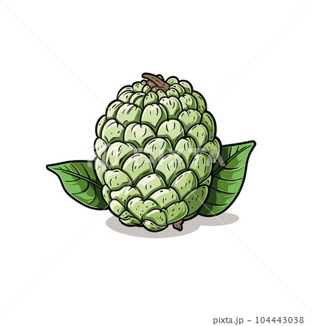 Custard apple hand-drawn illustration. Custard apple. Vector doodle style cartoon illustration 104443038