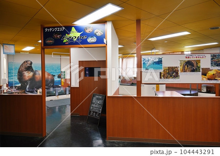 おたる水族館 タッチエリア「さわってEzone（えーぞーん）」の風景 104443291