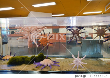 おたる水族館 タッチエリア「さわってEzone（えーぞーん）」の風景 104443292