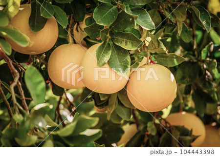 Pomelo fruit in garden Pomelo fruit in garden 104443398