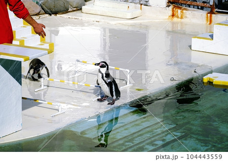おたる水族館名物　言うことを聞かないペンギンショー 104443559