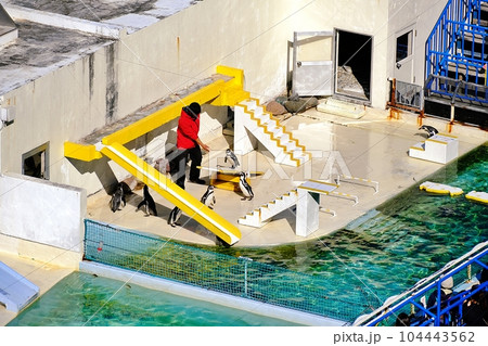 おたる水族館名物 言うことを聞かないペンギンショー おたる水族館名物 言うことを聞かないペンギンショー 104443562