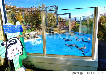 おたる水族館 フンボル島の風景 104443863