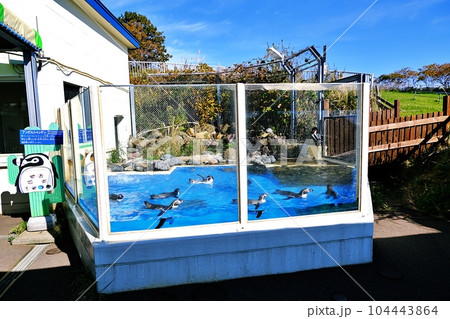 おたる水族館 フンボル島の風景 104443864