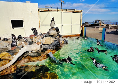 おたる水族館 しゃっけー!プールの風景 おたる水族館 しゃっけー!プールの風景 104444062
