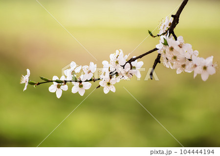Apricot tree blossoms 104444194