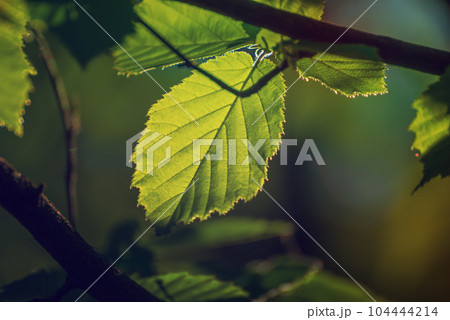 Sunny green leaves Sunny green leaves 104444214