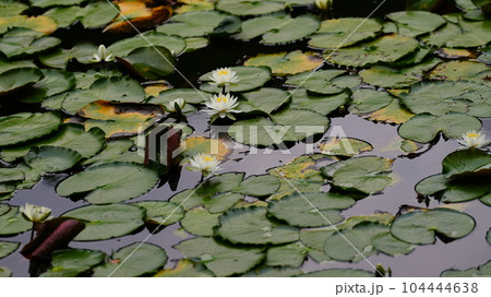 小石川後楽園のスイレンは、午前中が見ごろ 小石川後楽園のスイレンは、午前中が見ごろ 104444638