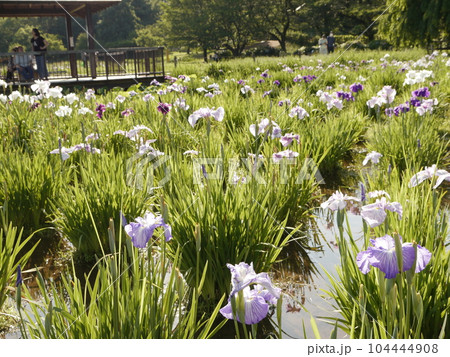 北山公園の花しょうぶ 北山公園の花しょうぶ 104444908