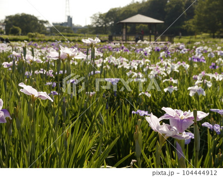 北山公園の花しょうぶ 北山公園の花しょうぶ 104444912