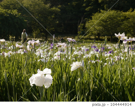 北山公園の花しょうぶ 104444914