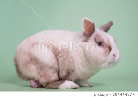 Portrait of a gray and white fox dwarf rabbit with large testicles. 104444977