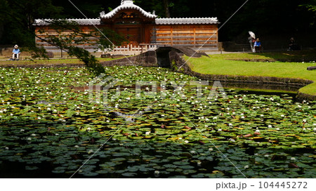 小石川後楽園のスイレンは、キャンバススケッチ派多数 小石川後楽園のスイレンは、キャンバススケッチ派多数 104445272