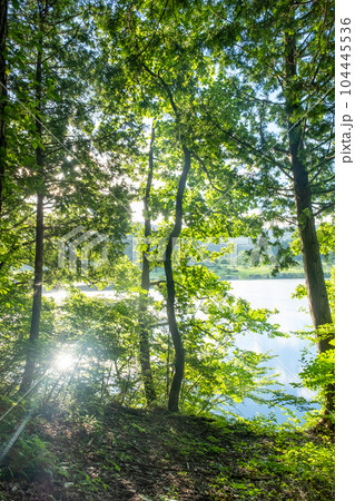 湖畔の新緑 湖畔の新緑 104445536