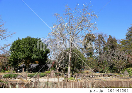 コブシの花 104445592