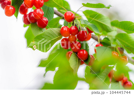 【果物素材】木に生っているさくらんぼ【山梨県】 104445744