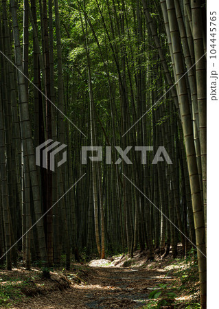 松阪市 美濃田竹林街道 104445765