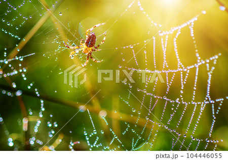 Large spider in the web Large spider in the web 104446055