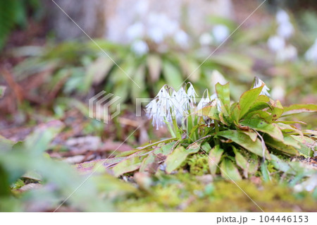 シロバナショウジョウバカマの花 104446153