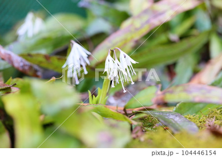 シロバナショウジョウバカマの花 シロバナショウジョウバカマの花 104446154