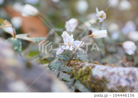 ユキワリイチゲの花　咲始め 104446156