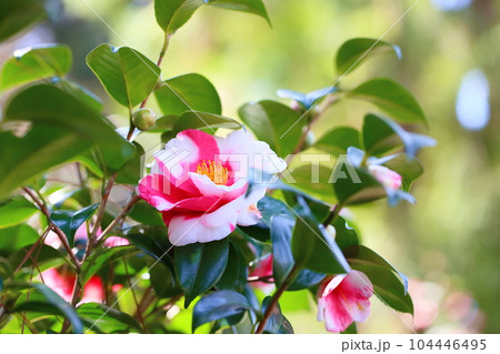 ツバキの花　岩根絞り 104446495