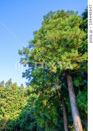 晩秋の南魚沼 杉林 新潟県南魚沼市 晩秋の南魚沼 杉林 新潟県南魚沼市 104446847