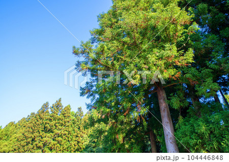 晩秋の南魚沼　杉林　新潟県南魚沼市　　 104446848