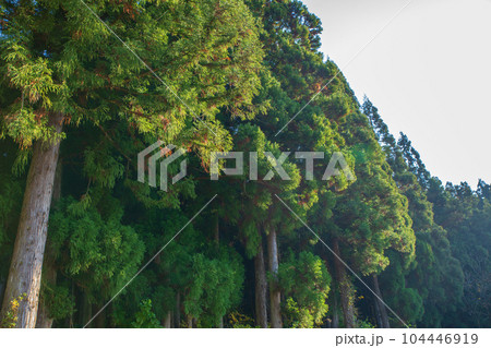 晩秋の南魚沼　杉林　新潟県南魚沼市　　 104446919