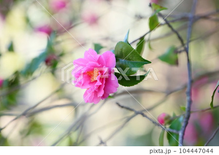 八重咲ツバキの花　満開 104447044