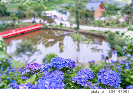 三重県津市 かざはやの里の紫陽花の咲く丘からの赤い橋と池の眺め 三重県津市 かざはやの里の紫陽花の咲く丘からの赤い橋と池の眺め 104447092