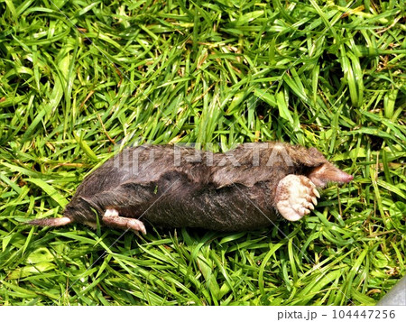 横向けになっての前足 横向けになっての前足 104447256