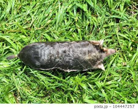 毛並みのいいモグラ 毛並みのいいモグラ 104447257