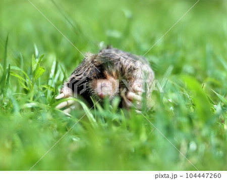 眼が退化しているモグラ 104447260