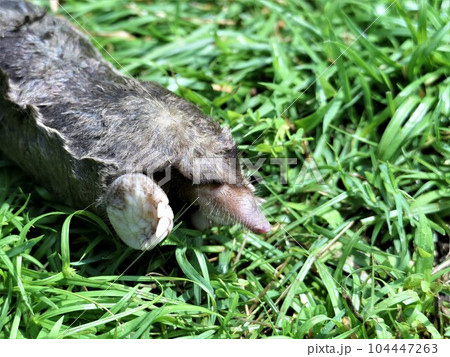 モグラやはり目が無い 104447263