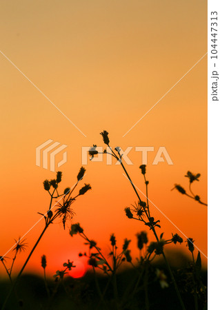 The silhouette of Bidens pilosa contrasts with the yellow sky at sunset in Ho Chi Minh City The silhouette of Bidens pilosa contrasts with the yellow sky at sunset in Ho Chi Minh City 104447313