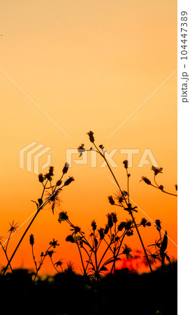 The silhouette of Bidens pilosa contrasts at sunset in Ho Chi Minh City The silhouette of Bidens pilosa contrasts at sunset in Ho Chi Minh City 104447389