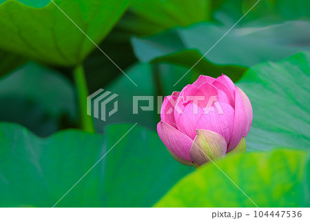 初夏の早朝を彩る清らかなハスの花たち 104447536