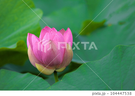 初夏の早朝を彩る清らかなハスの花たち 初夏の早朝を彩る清らかなハスの花たち 104447538