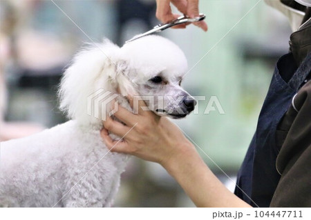 可愛くトリミング中の白いトイプードルのベイリーくん♡ 可愛くトリミング中の白いトイプードルのベイリーくん♡ 104447711