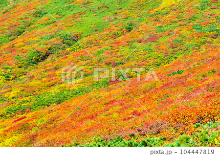 秋の栗駒山登山(中央コース):神の絨毯 秋の栗駒山登山(中央コース):神の絨毯 104447819