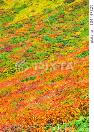 秋の栗駒山登山(中央コース):神の絨毯 秋の栗駒山登山(中央コース):神の絨毯 104447829