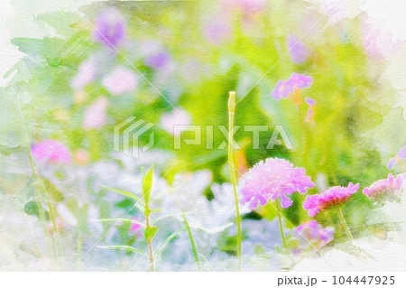 [愛知県]ブルーボネットのスカビオサ 104447925