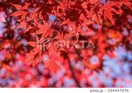 紅葉と青空　赤い楓 104447976